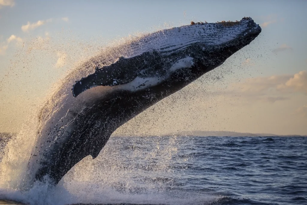 whale jumping out of ocean