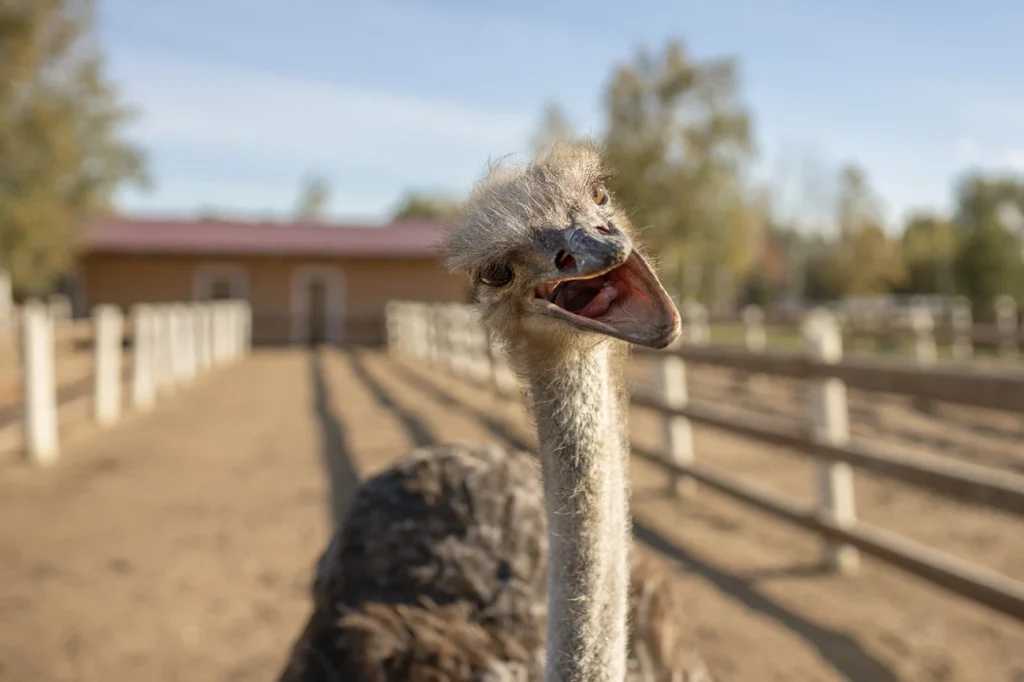 ostrich with mouth open