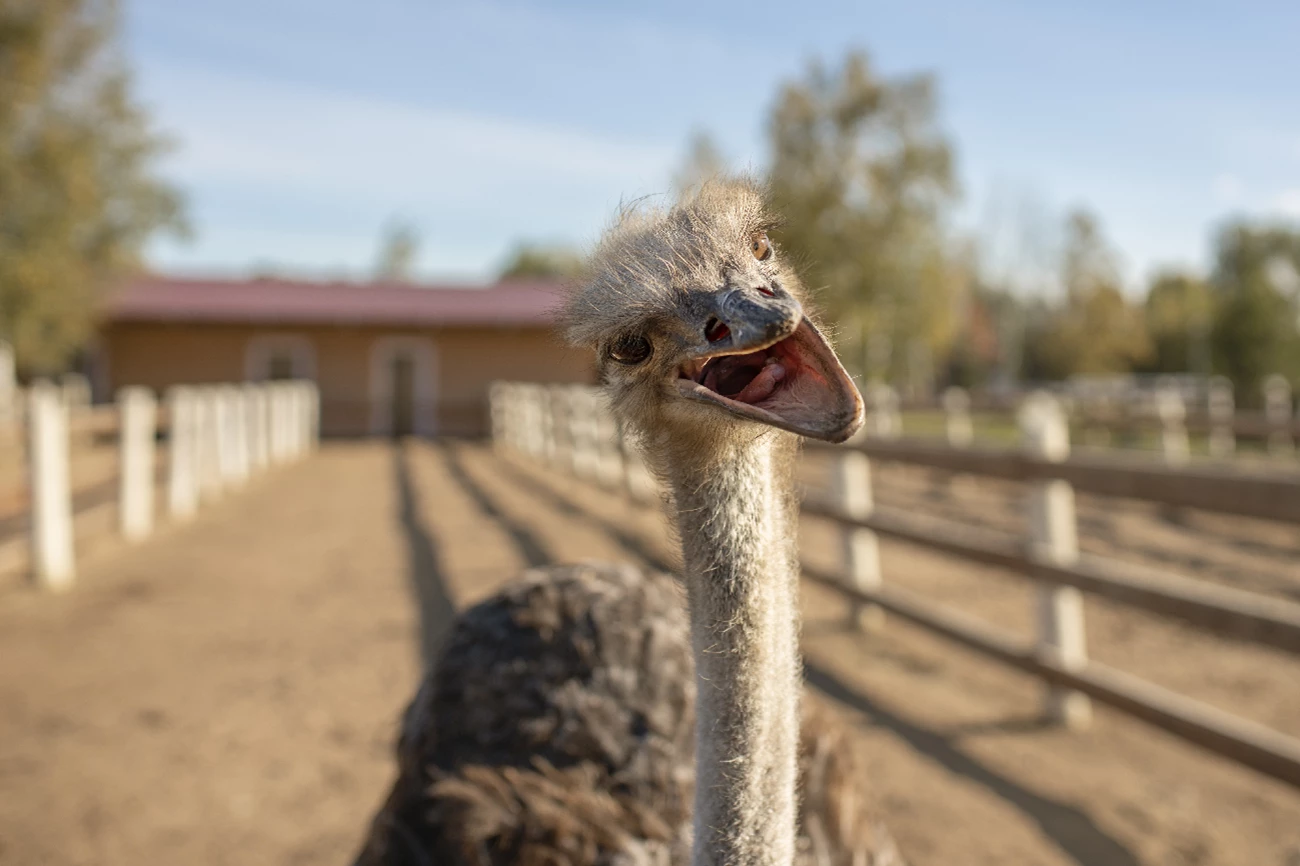 ostrich with mouth open