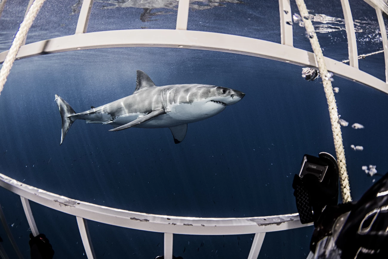 shark seen while shark cage diving